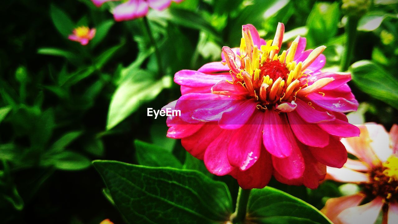 CLOSE-UP OF PINK ZINNIA BLOOMING IN PARK