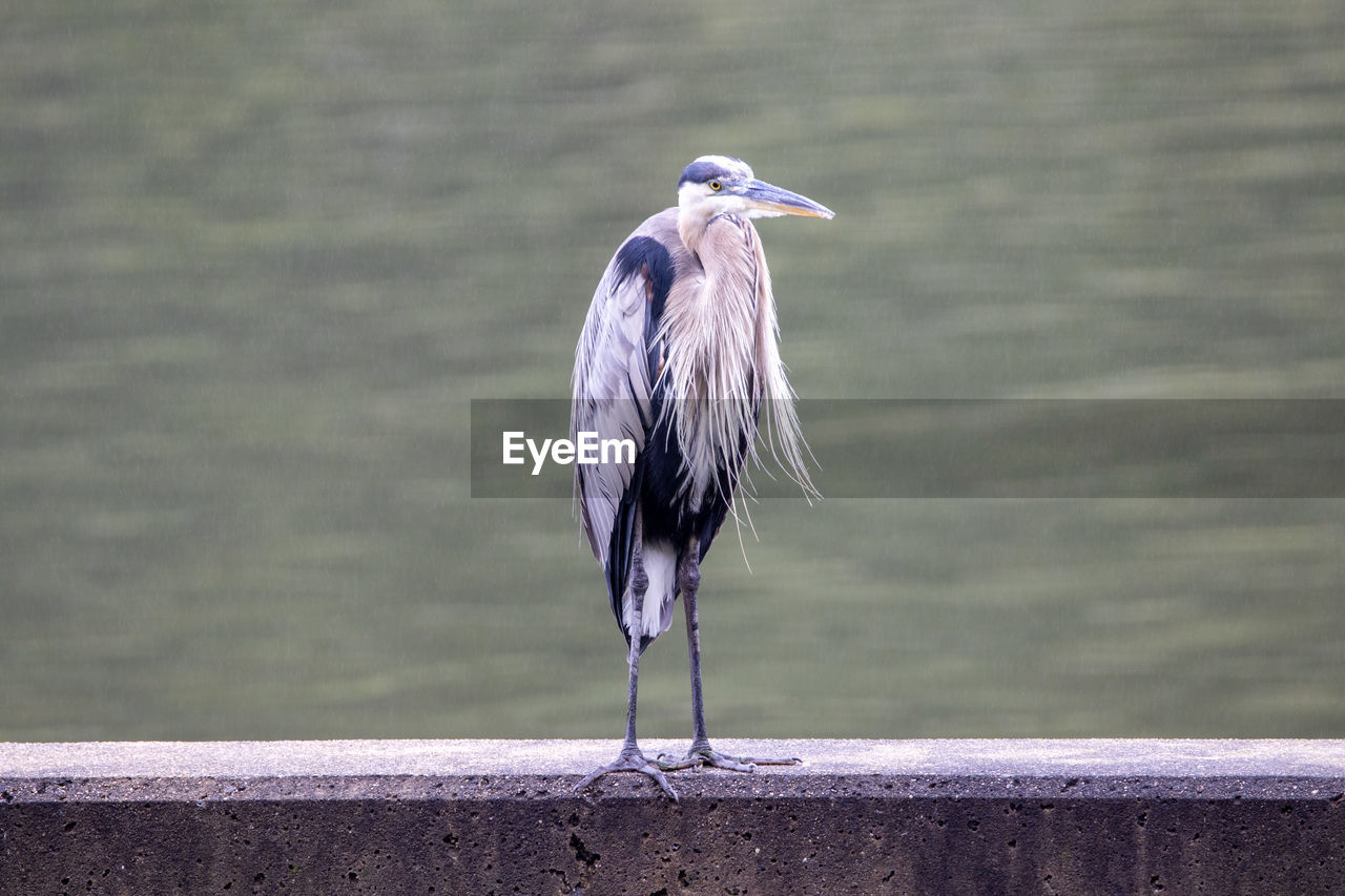 HERON PERCHING ON A WALL