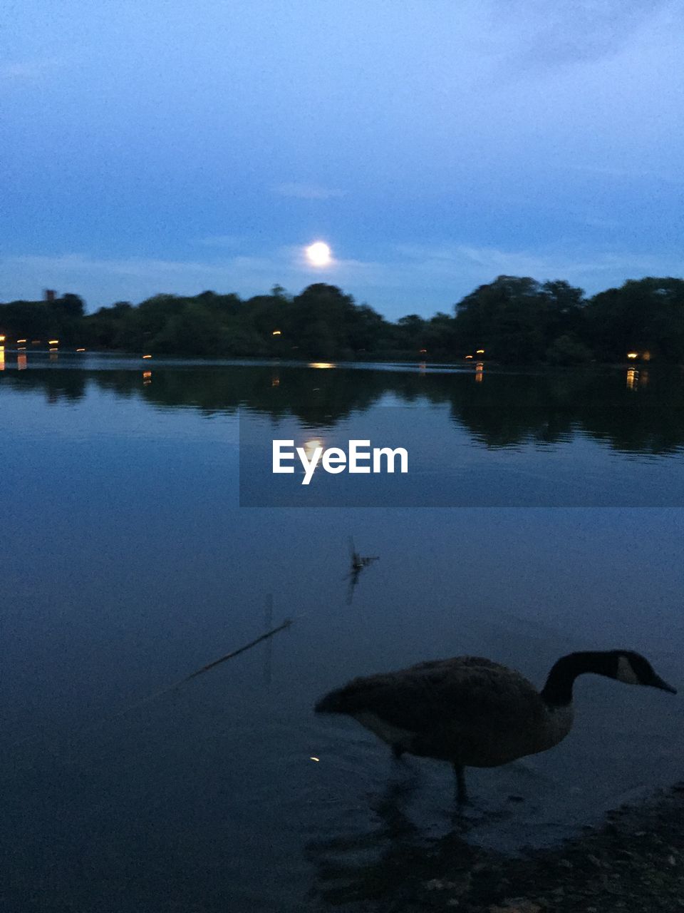 BIRDS IN LAKE AGAINST SKY