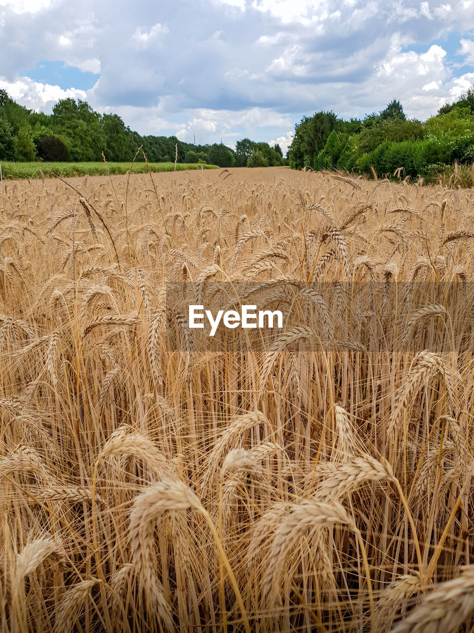 Scenic view of wheat field against sky
