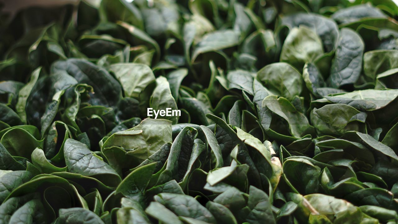 Full frame shot of fresh green leaves