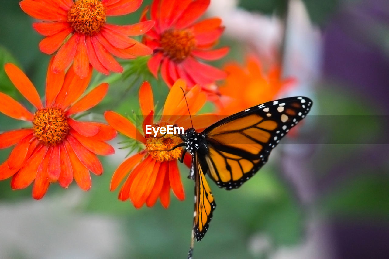 Close-up on a monarch butterfly on orange daisy 