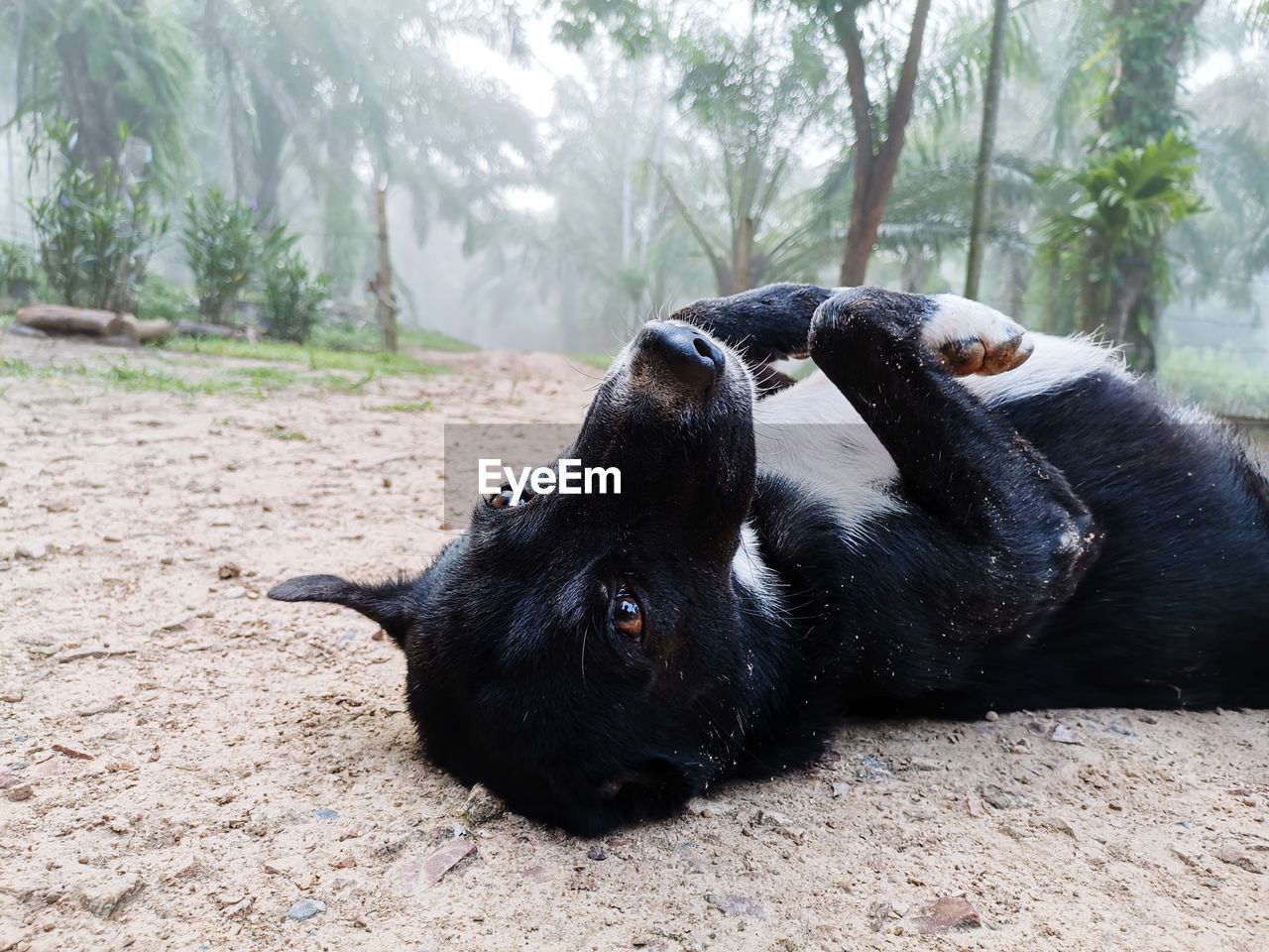 BLACK DOG LYING DOWN