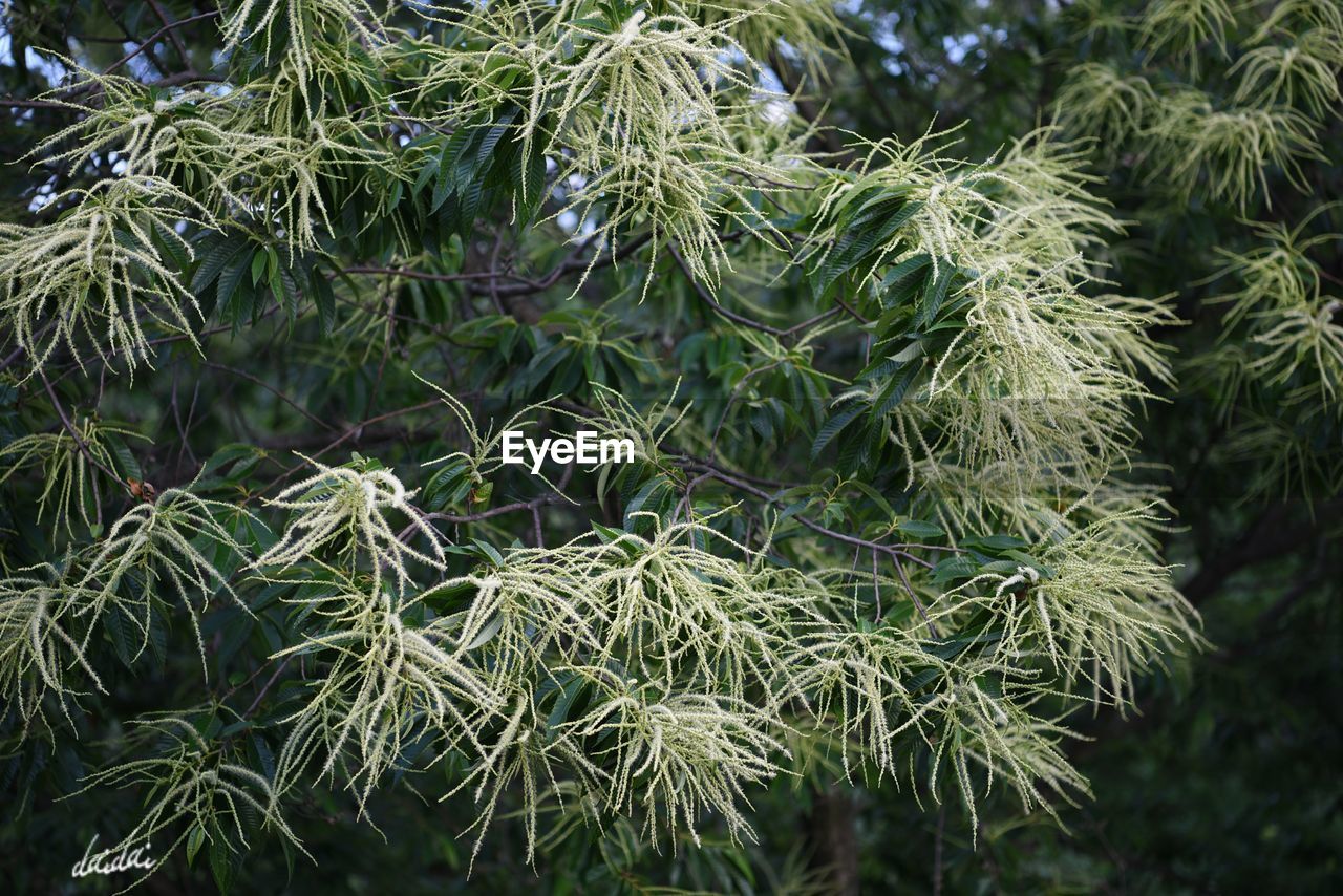 CLOSE-UP OF FRESH GREEN LEAVES