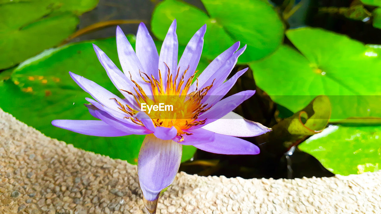 CLOSE-UP OF WATER LILY IN POND