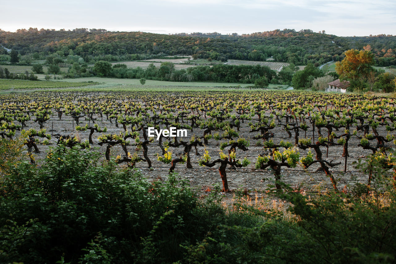 Scenic view of vinyard against trees and plants