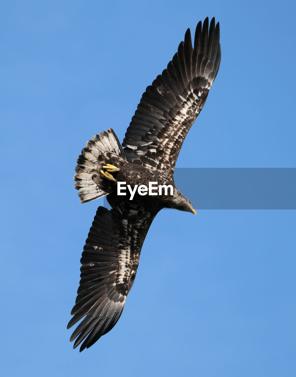 LOW ANGLE VIEW OF EAGLE FLYING AGAINST CLEAR SKY