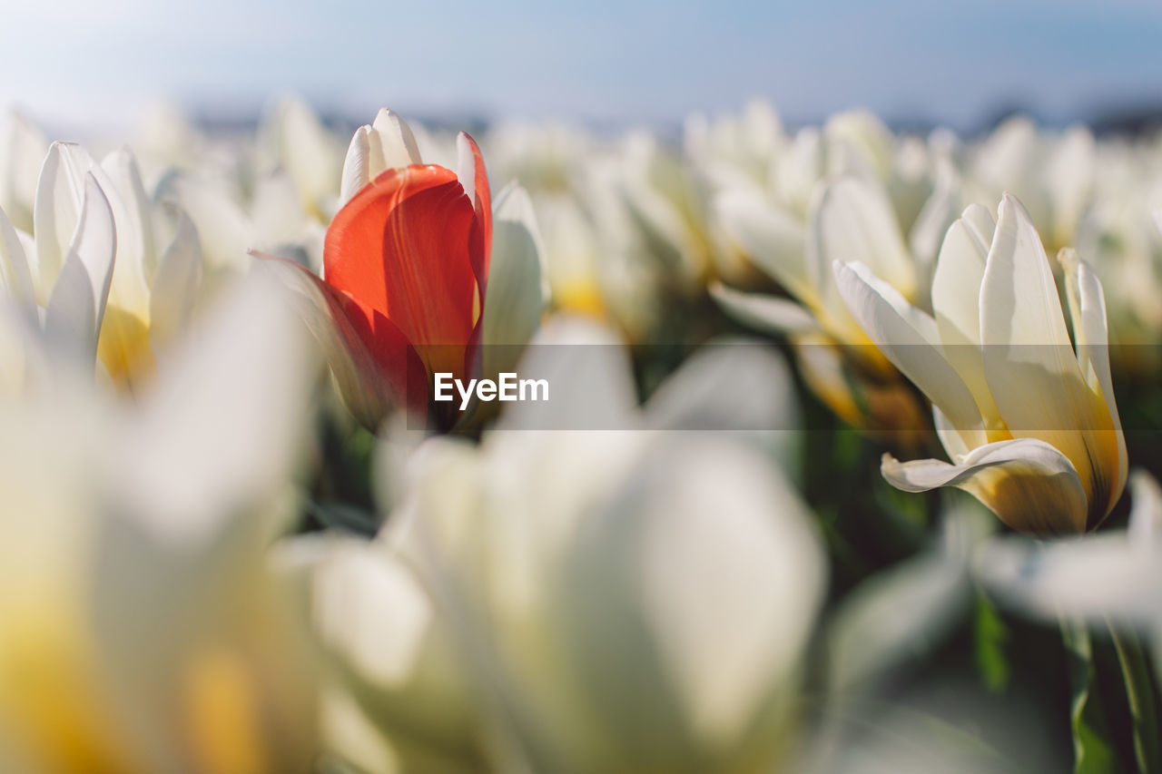 Close-up of red tulips