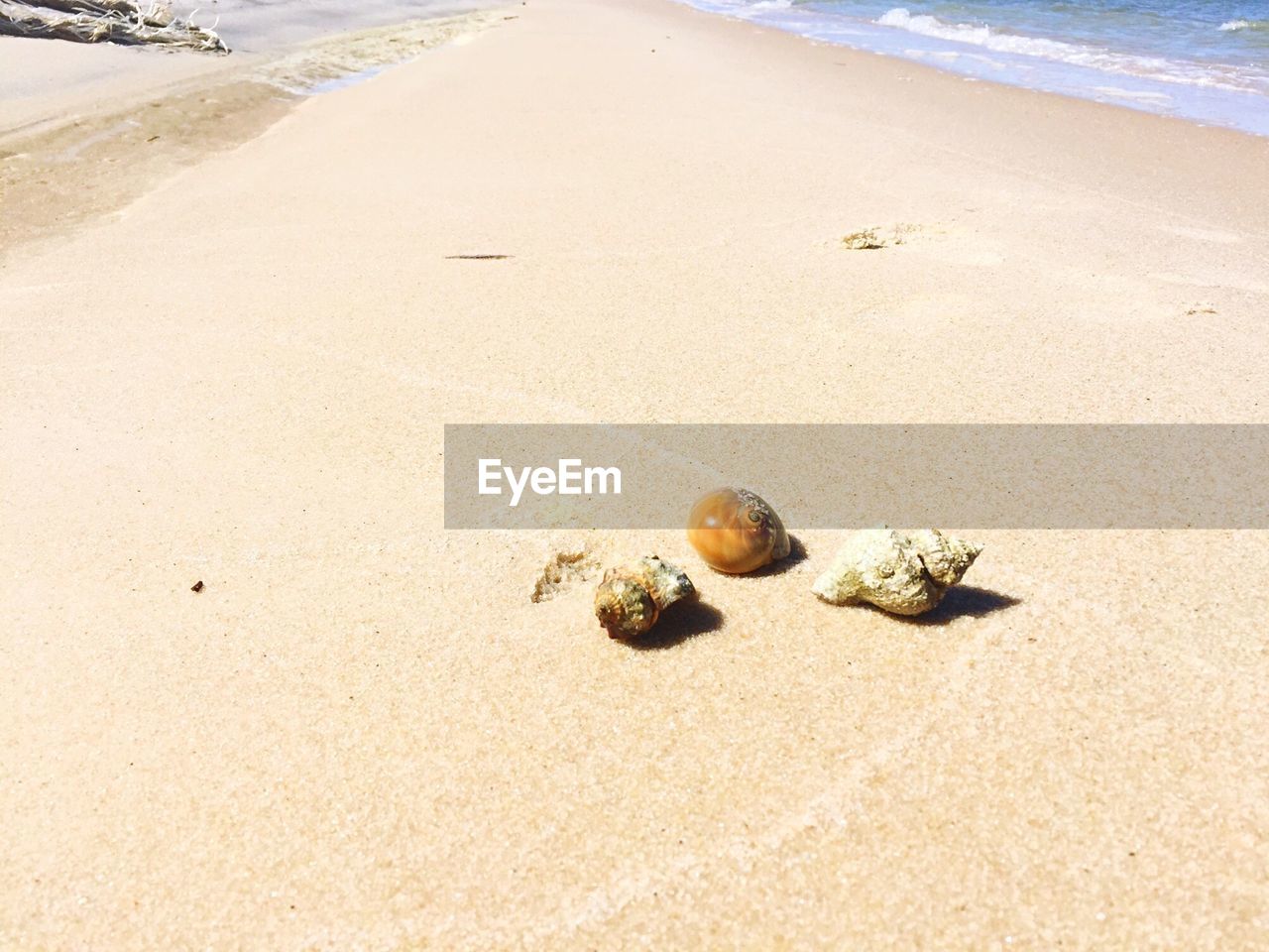 CLOSE-UP OF SEASHELLS ON BEACH