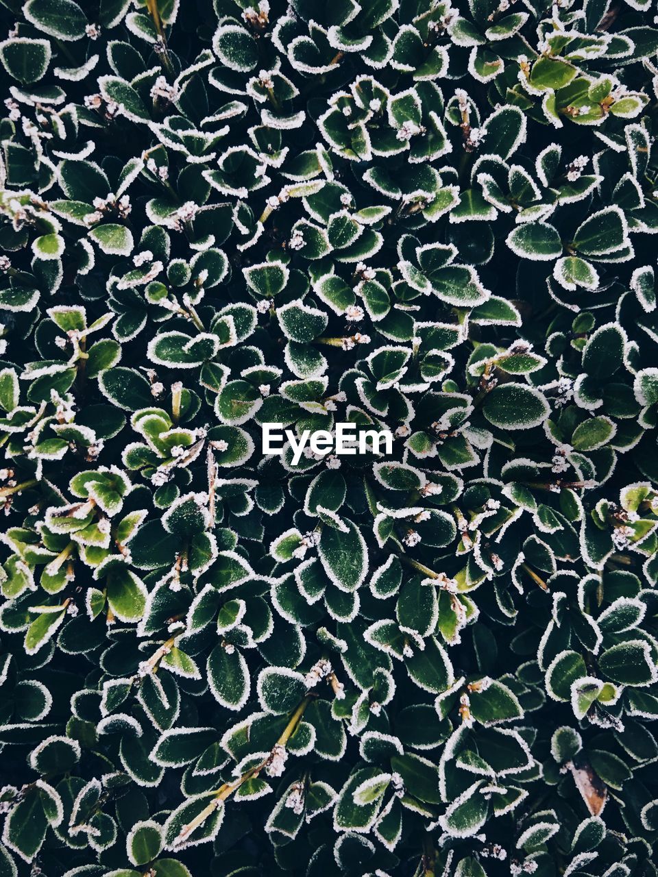 Full frame shot of frozen plants