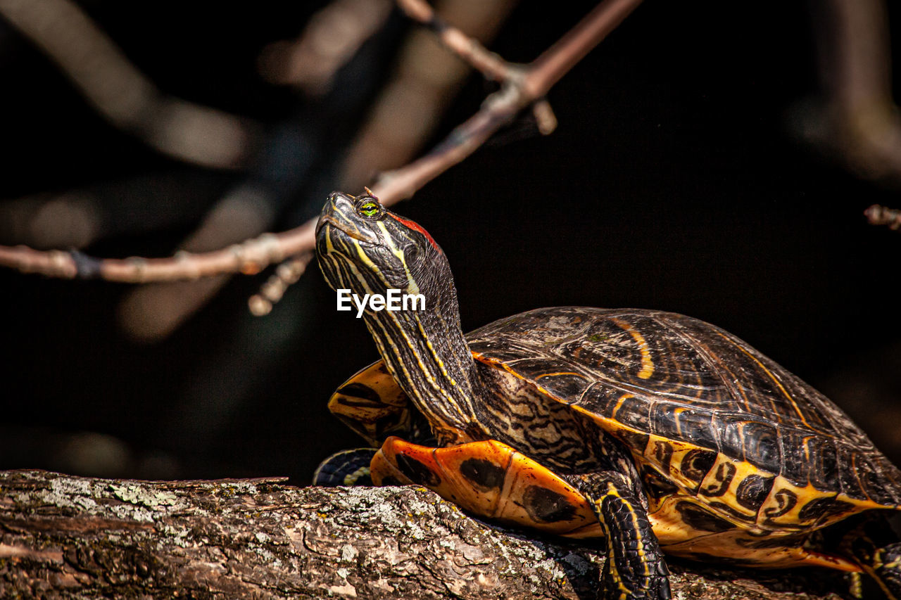 Turtle on branch