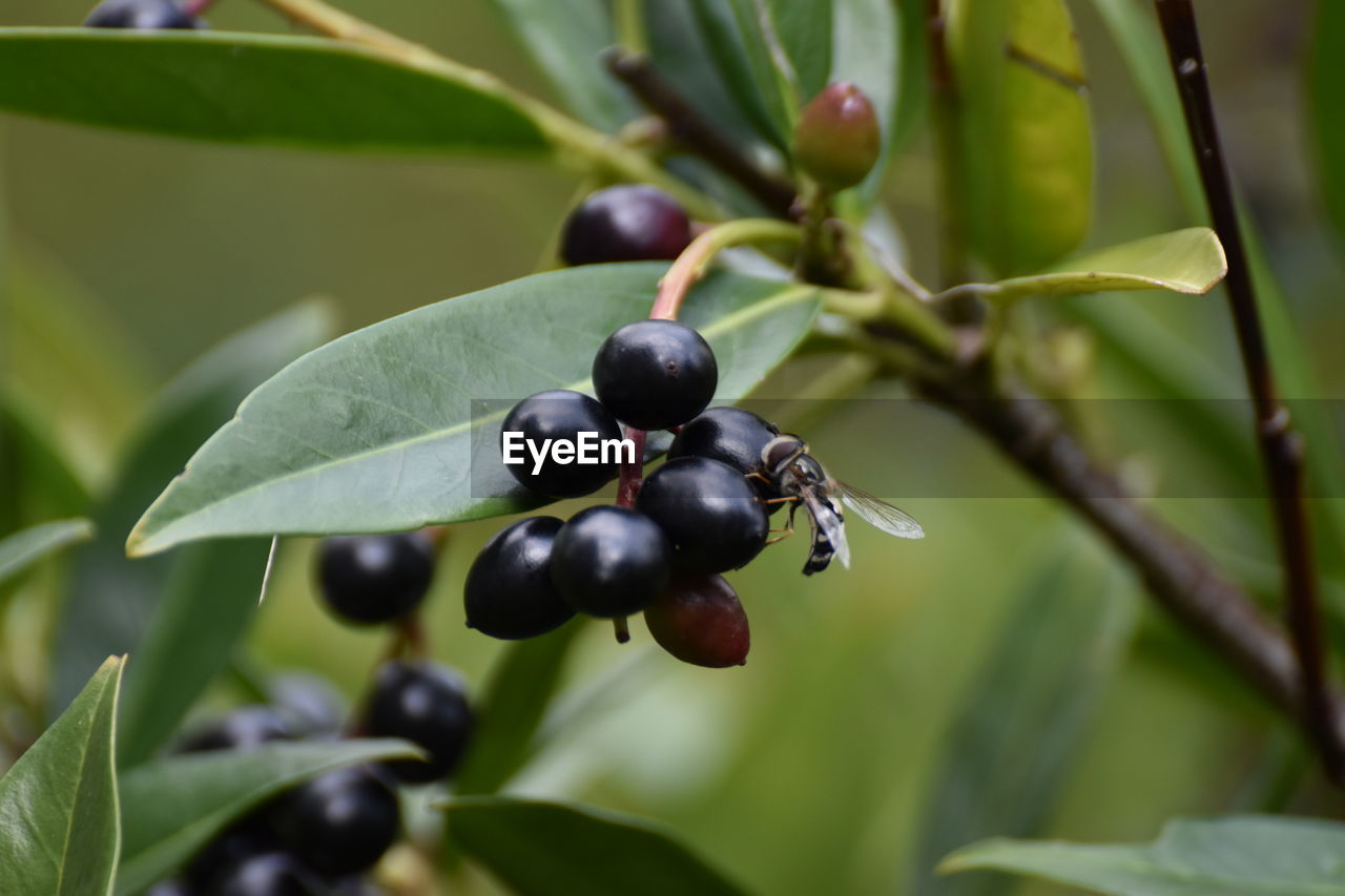 Close-up of insect pollinating fruit