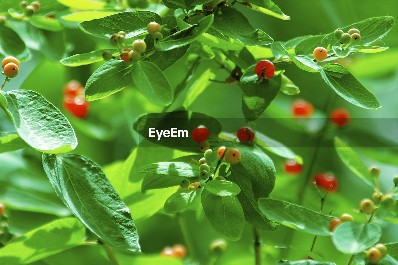 Close-up of berries on plant