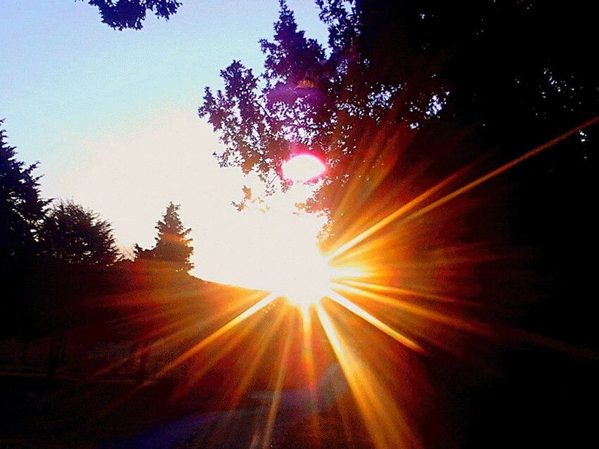 SUN SHINING THROUGH TREES DURING SUNSET