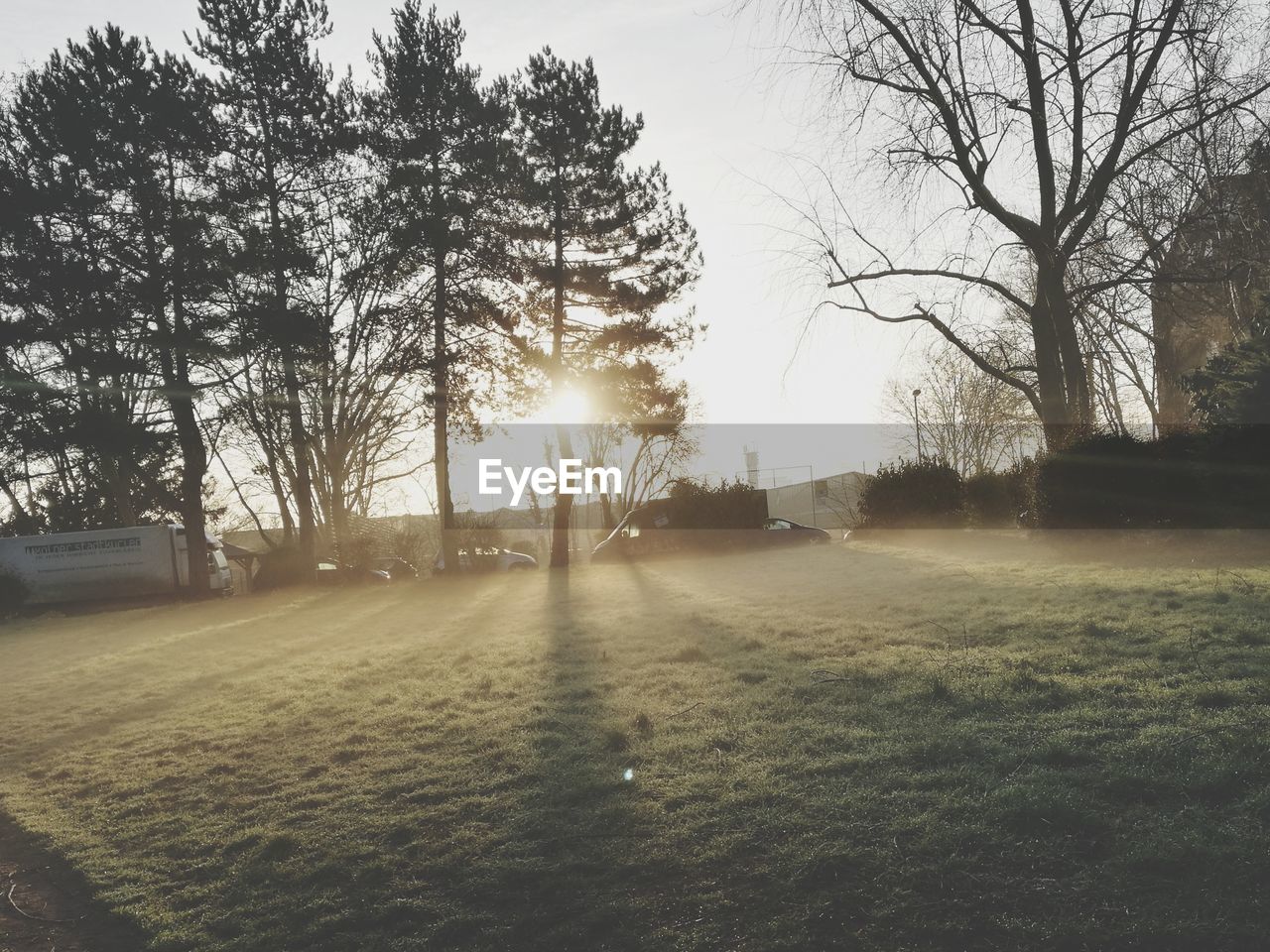 BARE TREES ON FIELD DURING WINTER