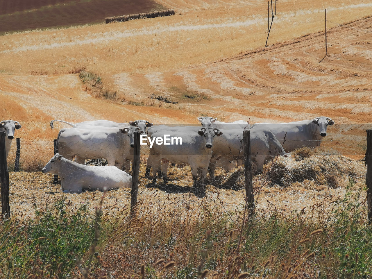 VIEW OF COWS ON FIELD