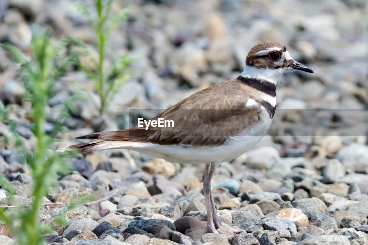 BIRD PERCHING ON ROCK