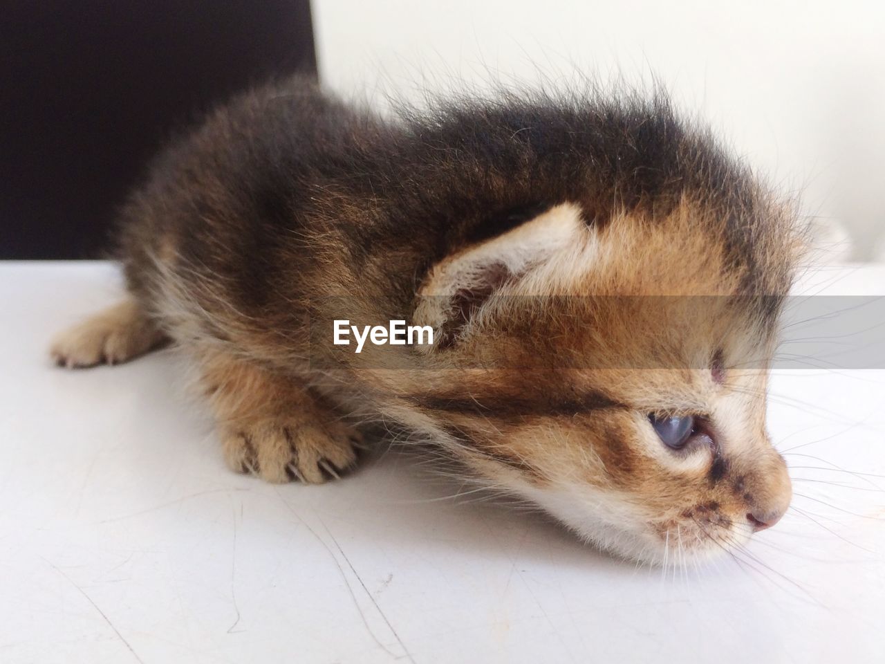 CLOSE-UP OF CAT WITH EYES