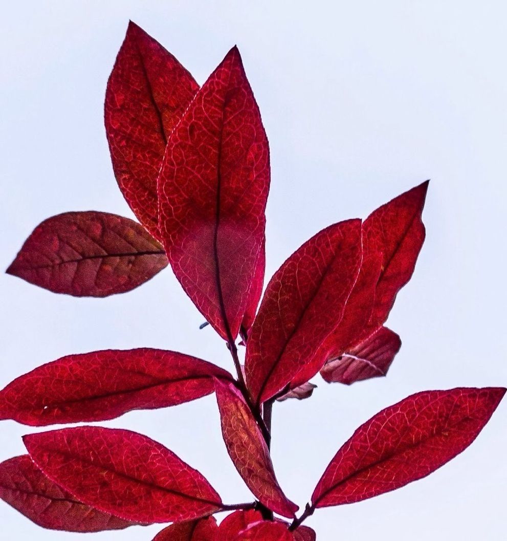 Red leaves against sky