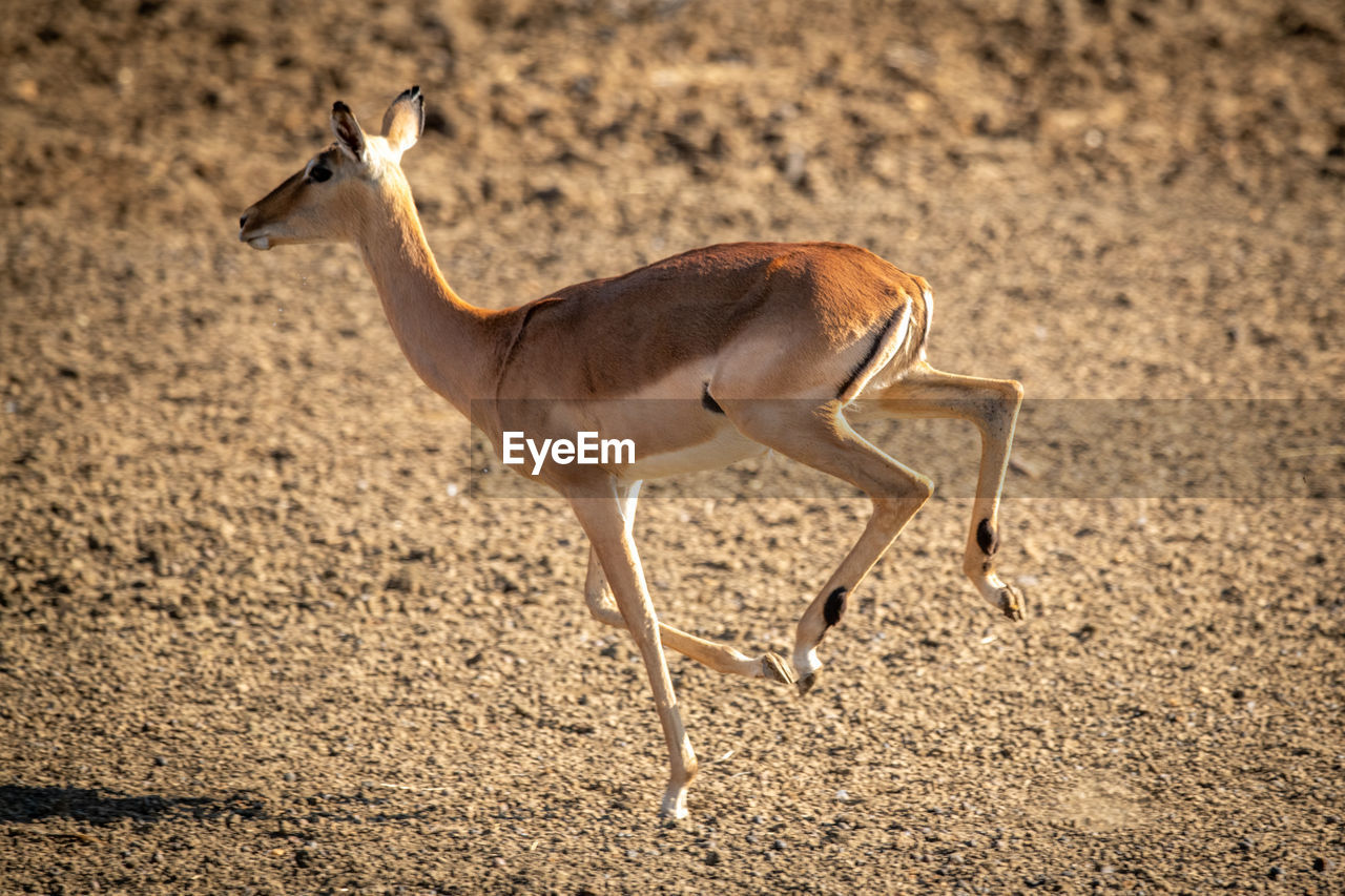 Female common impala gallops over gravel pan
