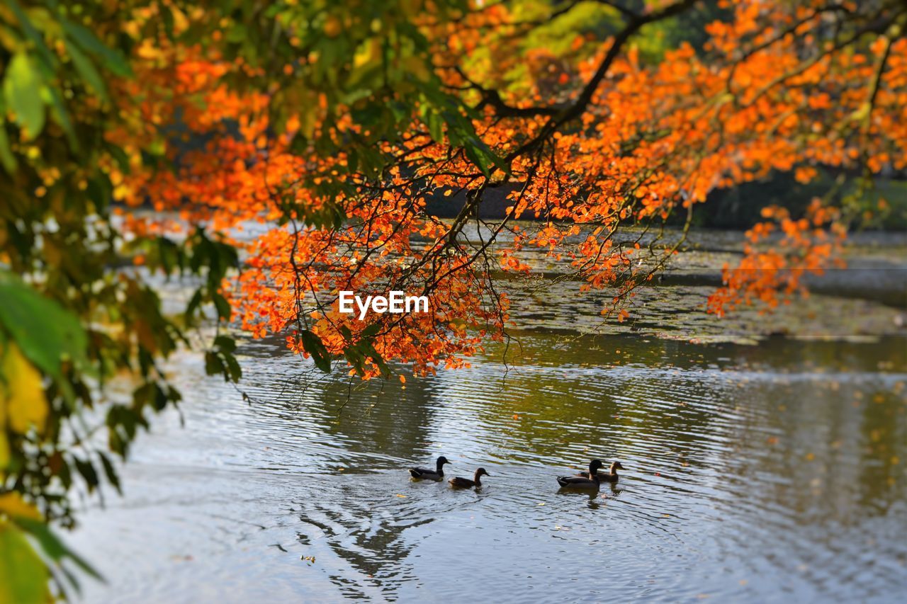 Birds swimming in lake during autumn