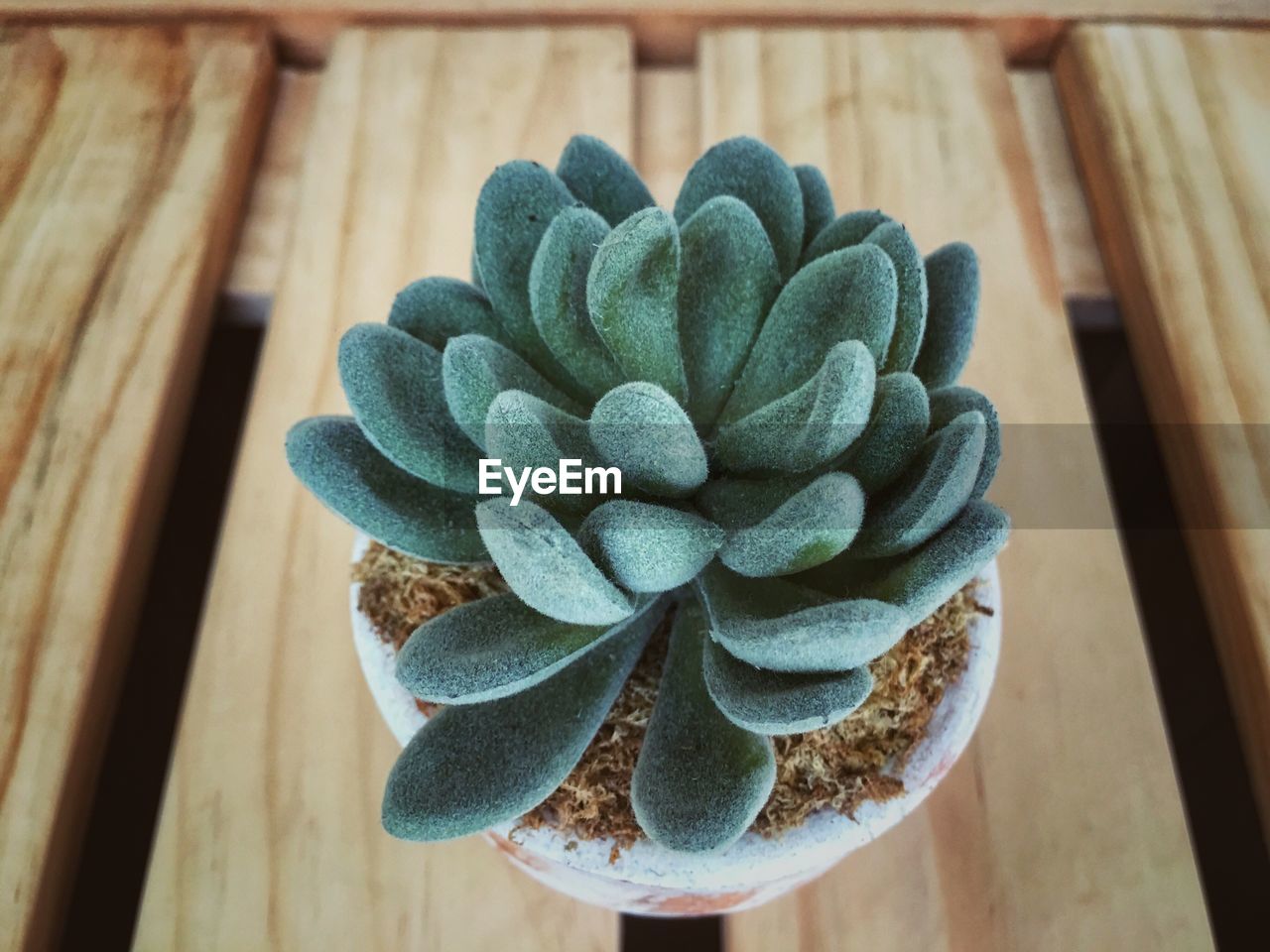 High angle view of succulent plant on table