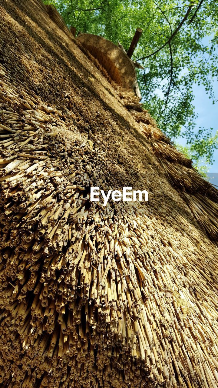 LOW ANGLE VIEW OF TREE TRUNKS