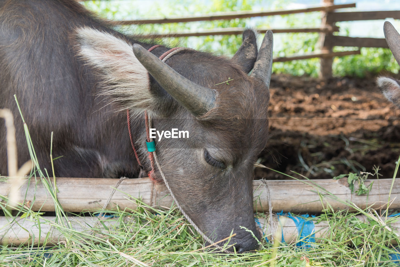 CLOSE-UP OF A HORSE IN FIELD