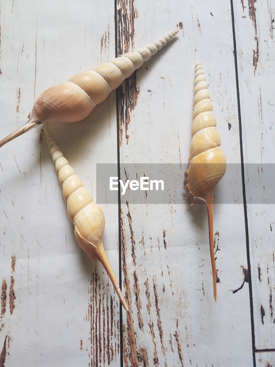 High angle view of shells on the table