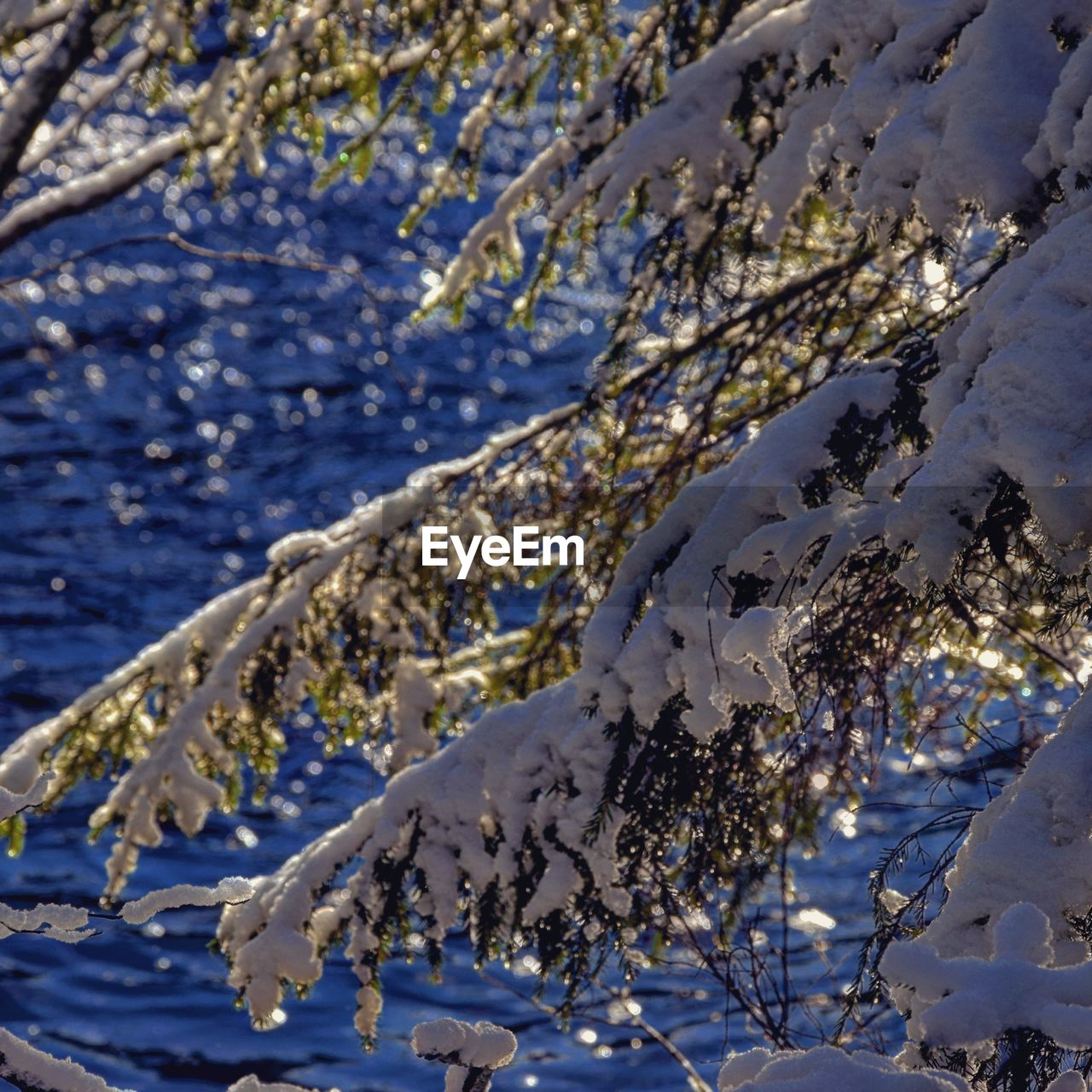 CLOSE-UP OF FROZEN TREE