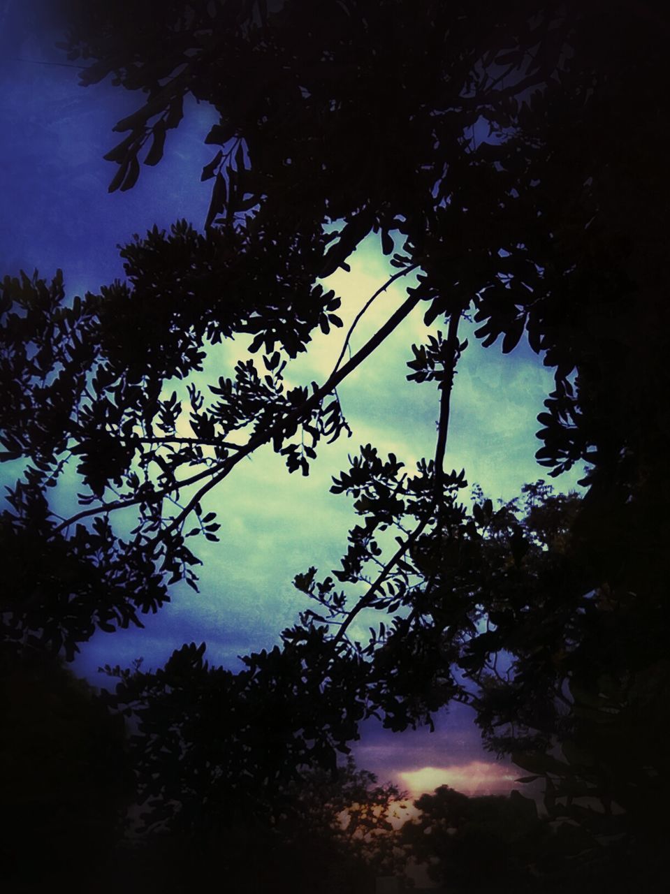 SILHOUETTE OF TREES AGAINST SKY