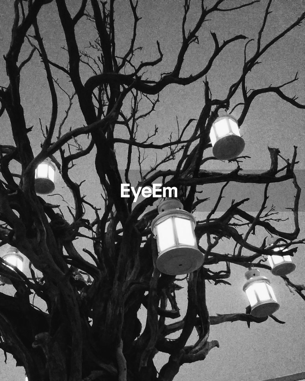 LOW ANGLE VIEW OF ILLUMINATED BIRD ON BRANCH