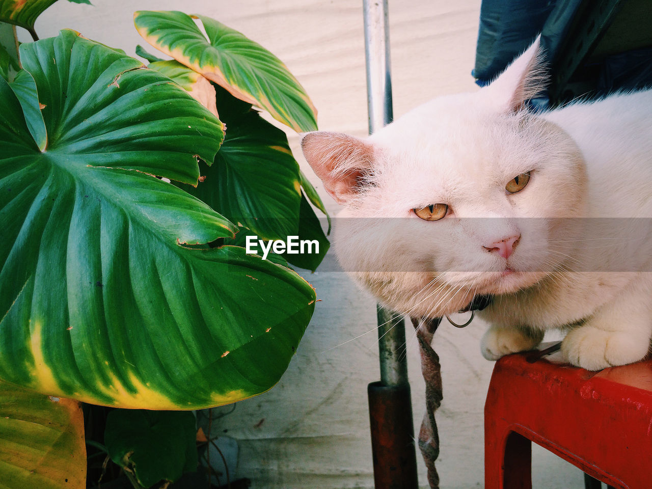 CLOSE-UP OF A CAT WITH GREEN EYES