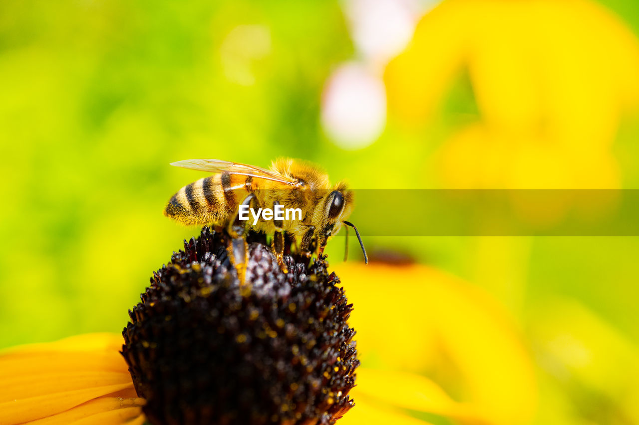 CLOSE-UP OF BEE ON FLOWER