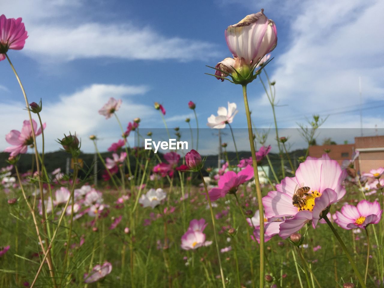 Close-up of pink cosmos flowers on field