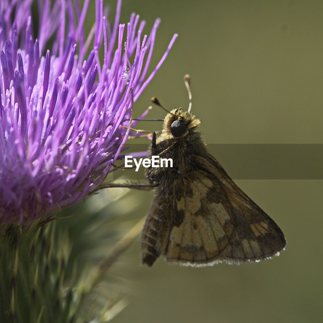 CLOSE-UP OF BUTTERFLY POLLINATING ON PURPLE FLOWER