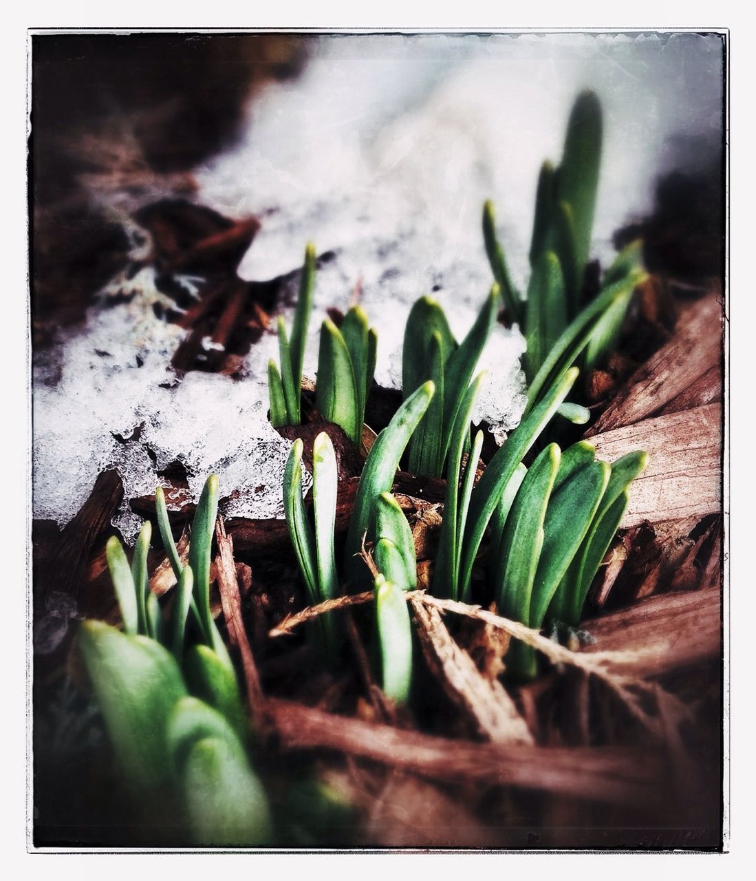 Close-up of plants growing on field during winter