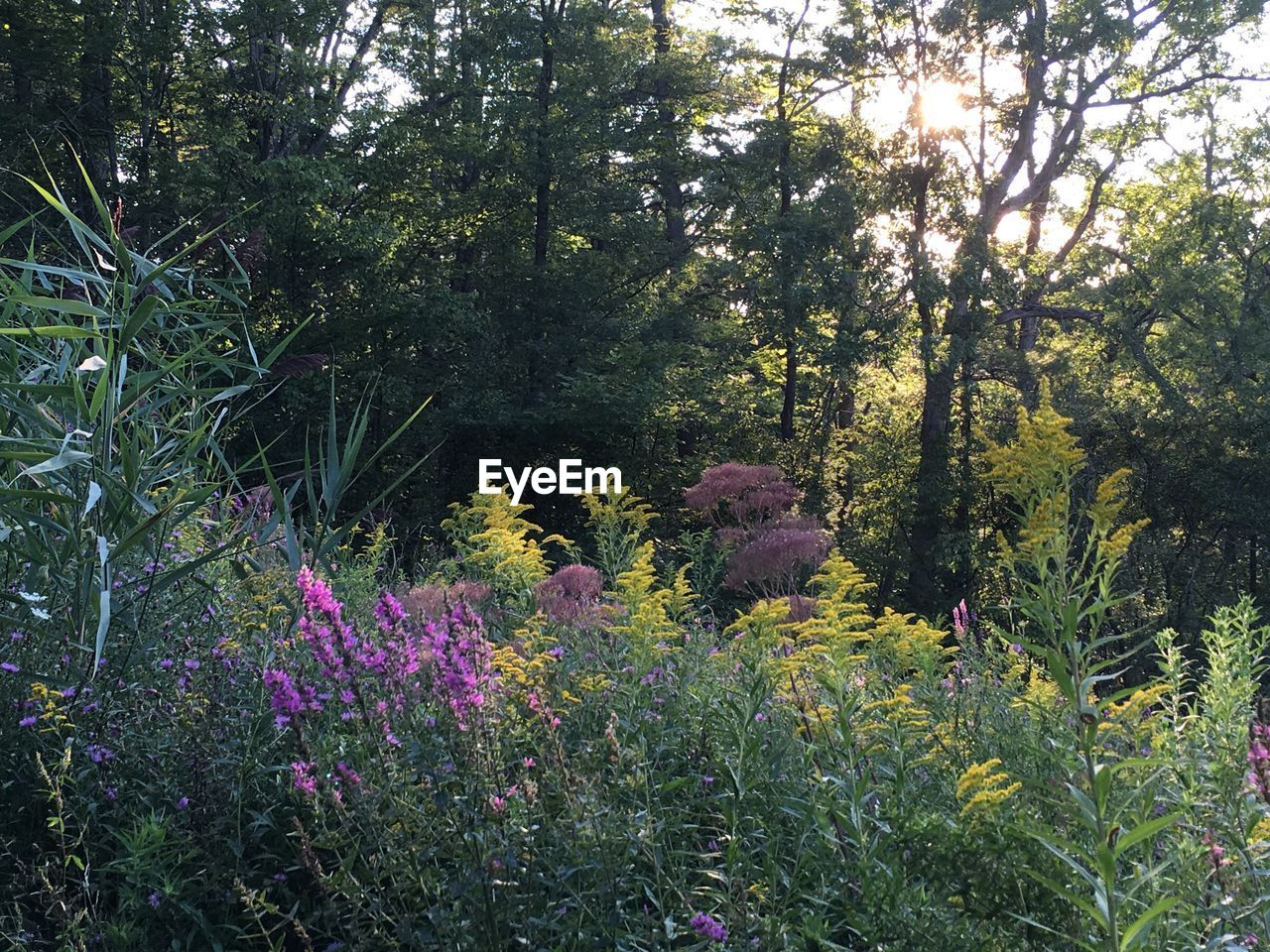 FLOWERS GROWING ON LANDSCAPE AGAINST SKY