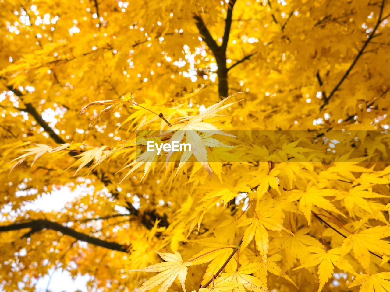 Close-up of yellow maple tree