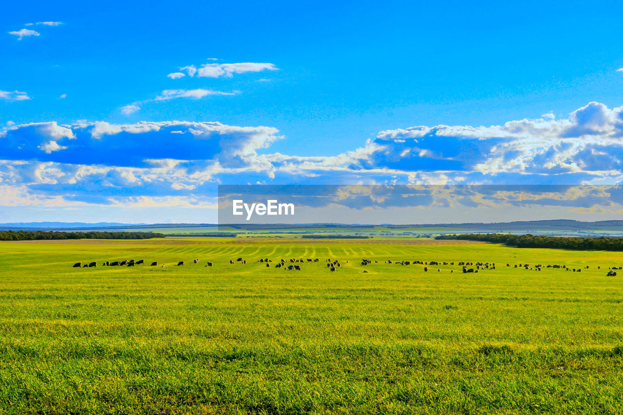 Scenic view of agricultural field against blue sky