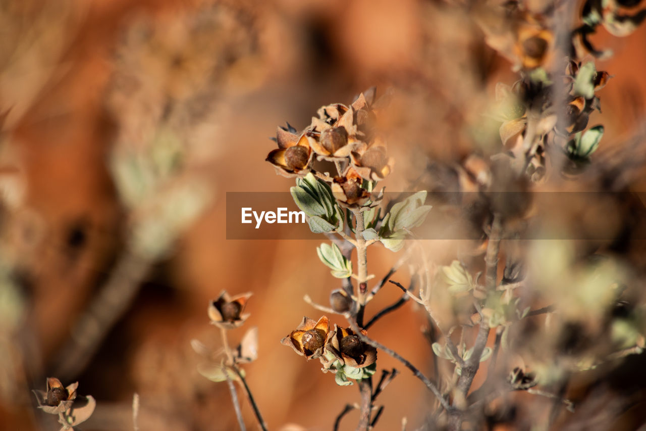 CLOSE-UP OF WILTED PLANT BY DRY LEAVES