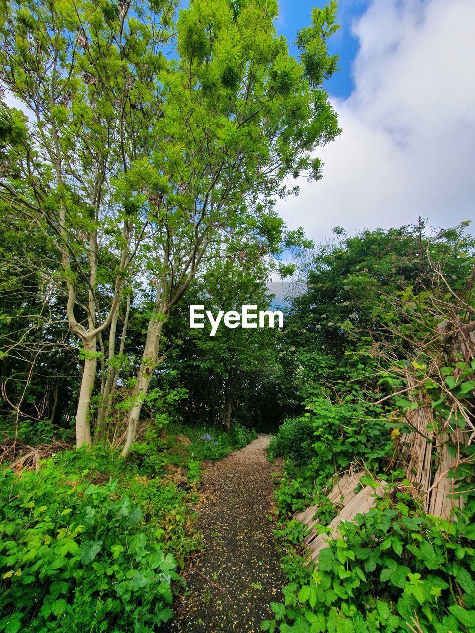 LOW ANGLE VIEW OF TREES GROWING IN FOREST AGAINST SKY