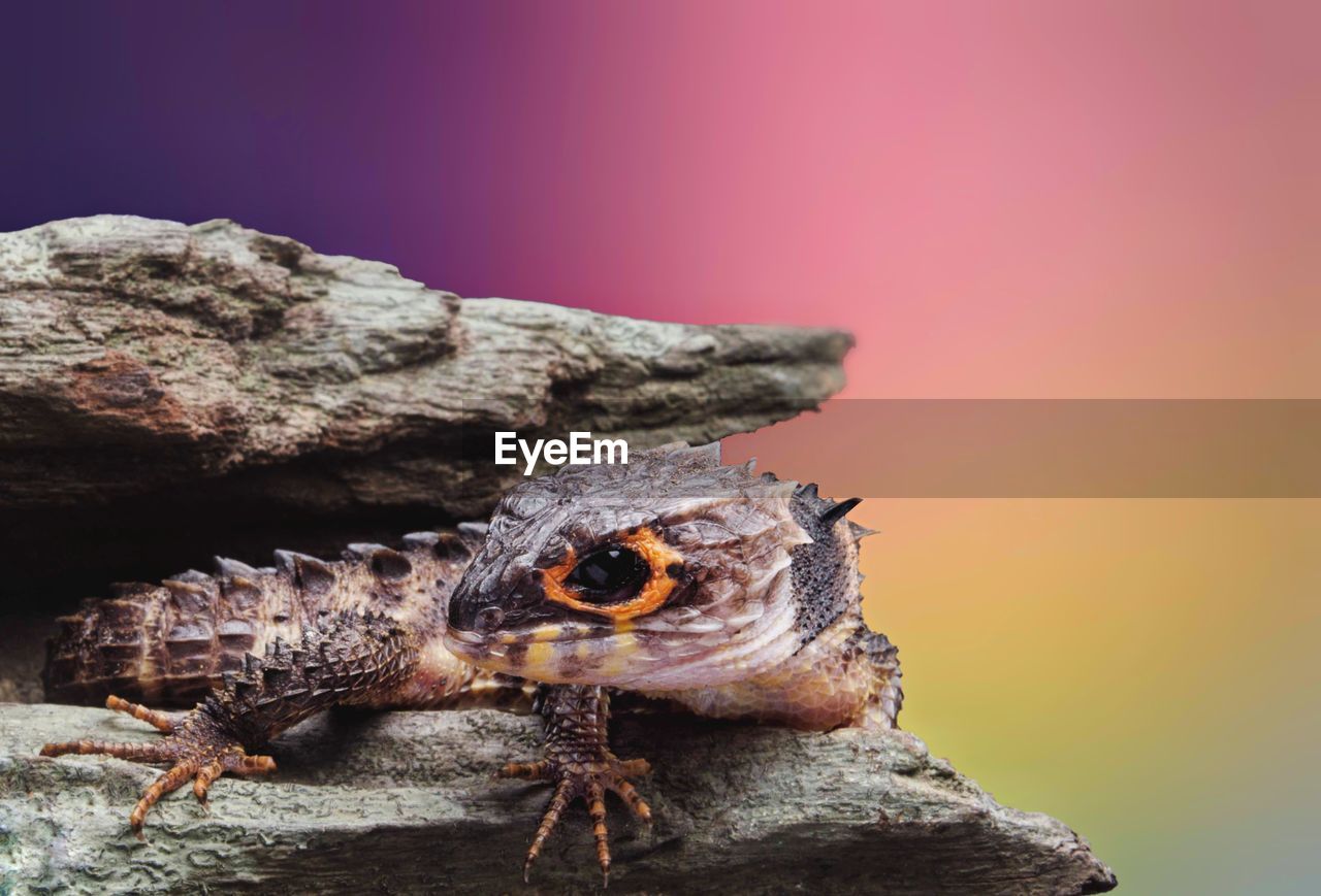 Crocodile skin with colourful background