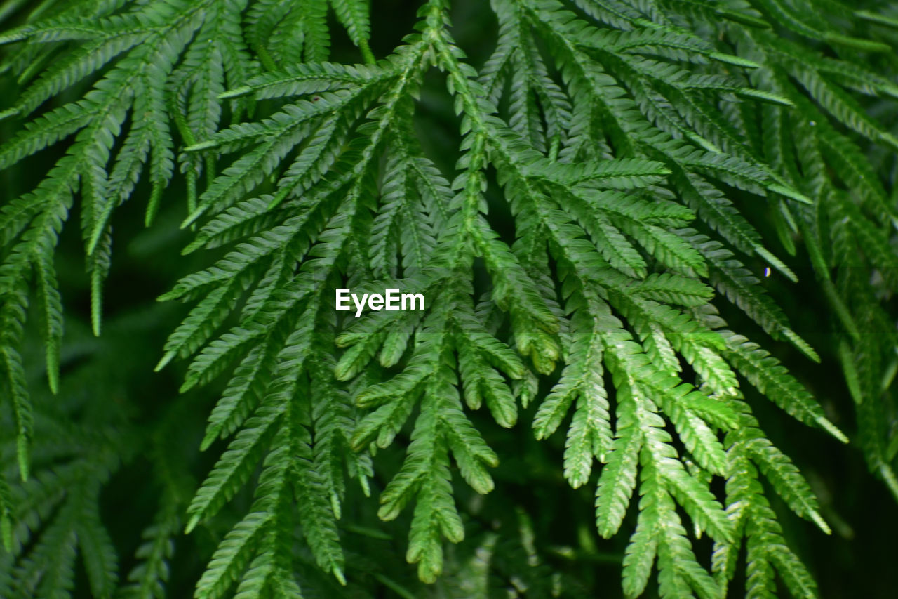 FULL FRAME SHOT OF GREEN LEAVES