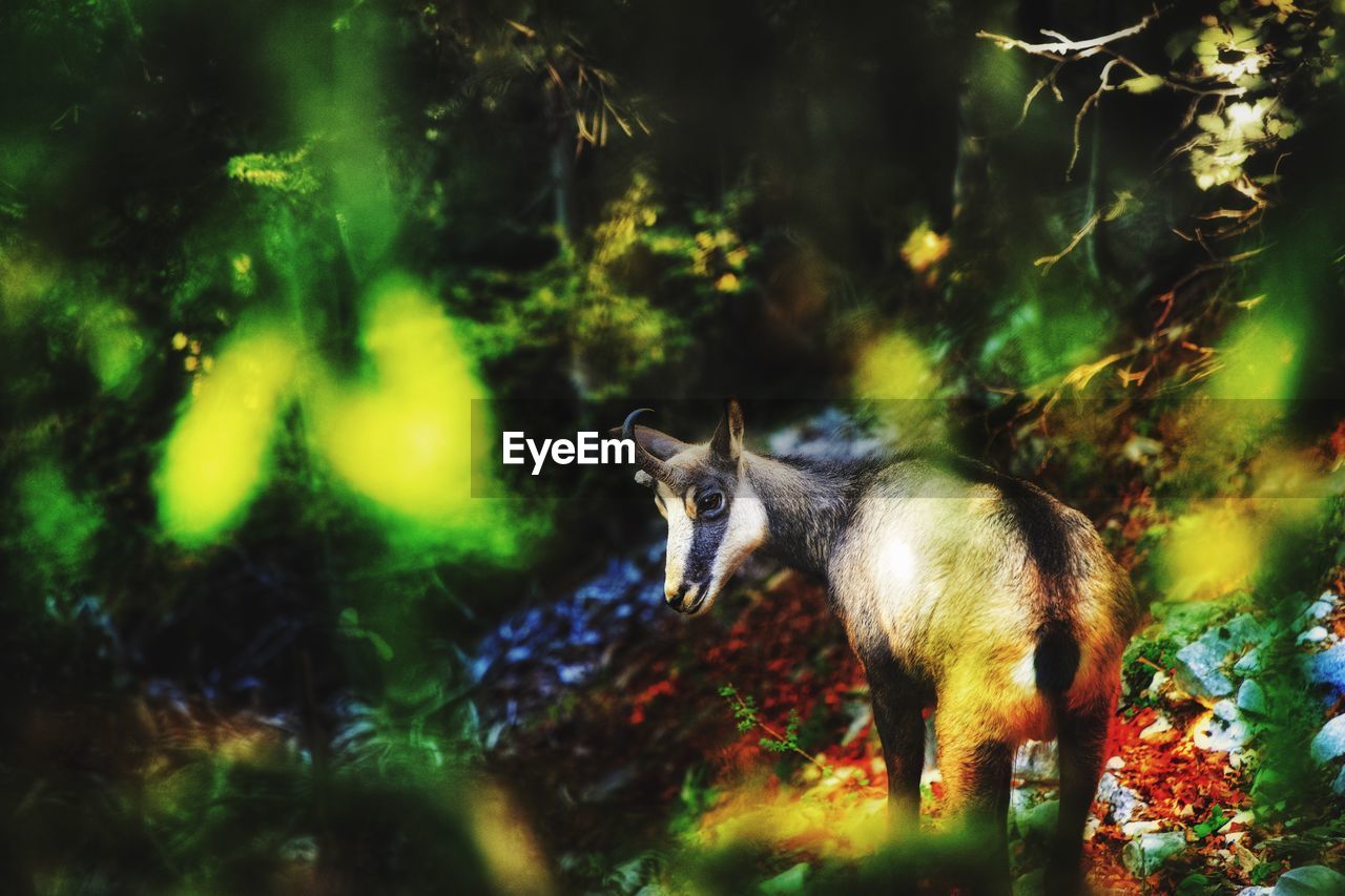Deer in a forest