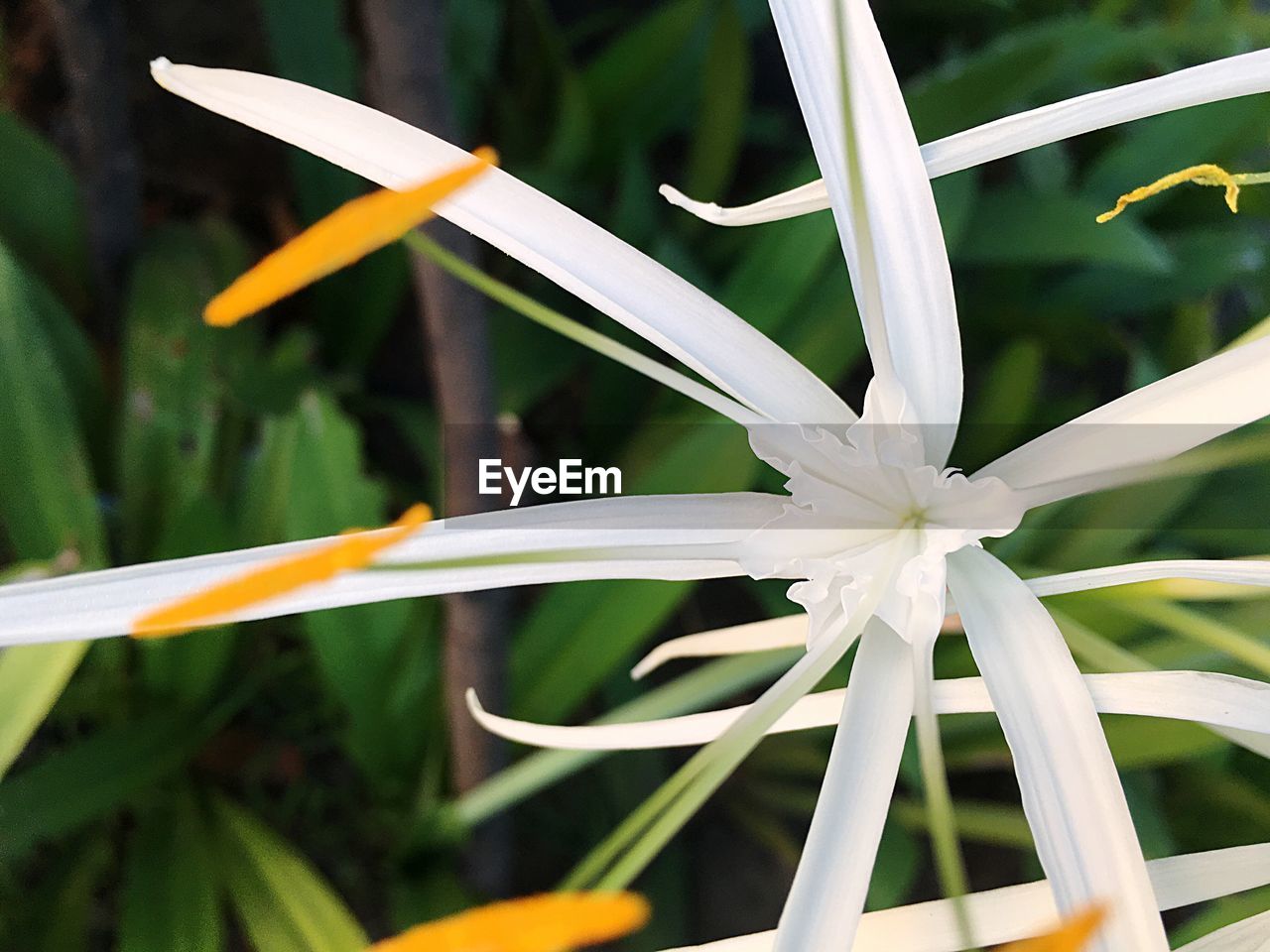 CLOSE-UP OF WHITE FLOWER BLOOMING