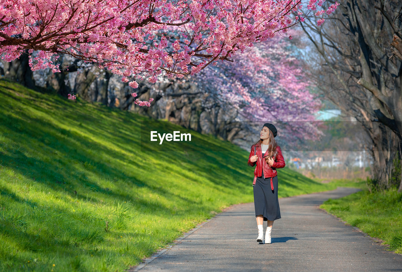 Asian women look at cherry blossoms in a park, a romantic walkway with cherry blossoms in japan