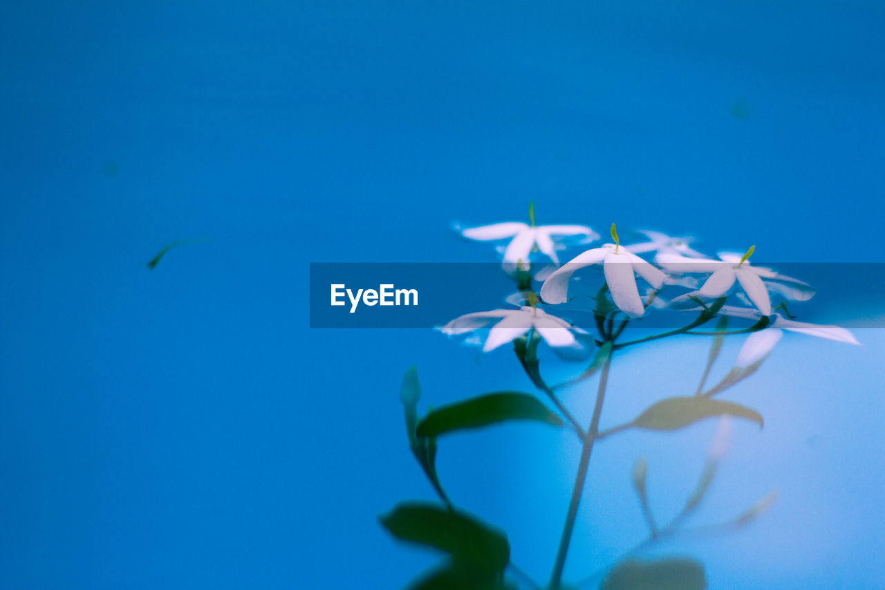 Low angle view of plant against clear blue sky