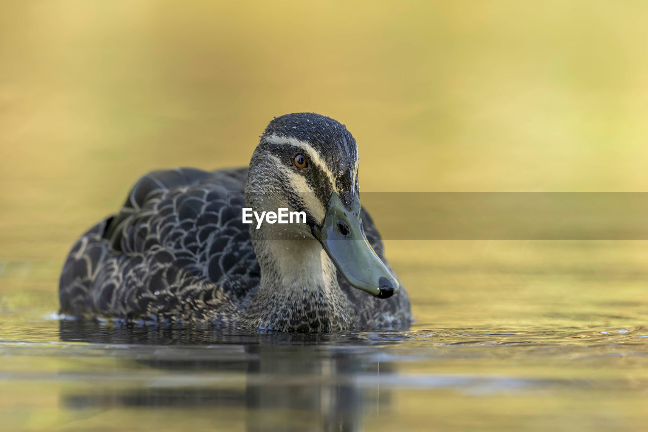 CLOSE-UP OF DUCK SWIMMING IN A LAKE