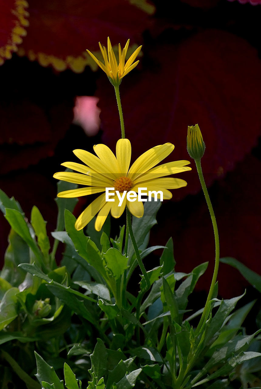 CLOSE-UP OF YELLOW FLOWERS